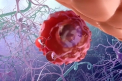 SB-33